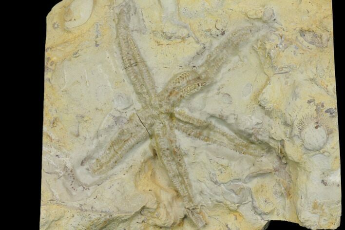 Rare, Ordovician Starfish (Urasterella) Fossil - Oklahoma #145029